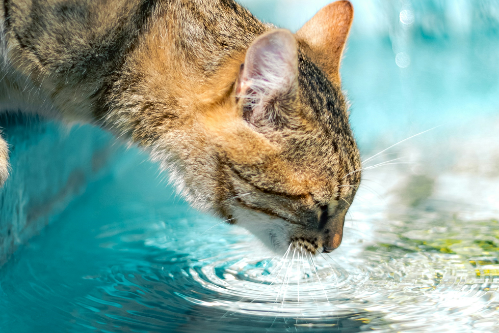 a cat drinking water