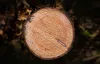 Tree stump